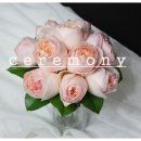 줄리엣로즈 이미지