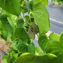 하늘행정사사무소 이미지