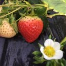 송촌농장 이미지