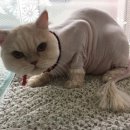 짱구와 동팔이 이미지