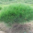 점박이 농장 이미지