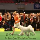 도그뉴스 이미지