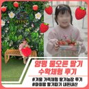 오른 | 양평 물오른딸기 체험 후기｜아이랑 겨울 실내 나들이 강추!