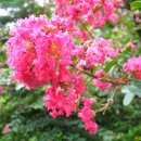배롱나무[Crape Myrtle] 이미지