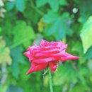 할리스토리 Daum카페
