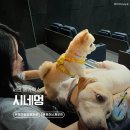 [부산 애견동반] 강아지랑 영화관 데이트 멍콕 시네멍 토이스토리5 서면 대한 메가박스 솔직 후기