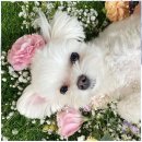 두두펫케어 이미지