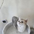 고양이전문점 허니캣 | 평택고양이분양, 왜 골든캣이 기준이 되는가