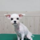 강변애견미용호텔 이미지