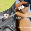 우루루 이미지