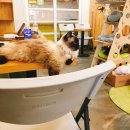 고양이정원 이미지