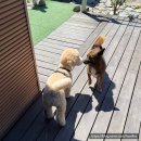 우신농장 | [공지] 전남 장흥 애견동반 계곡 추천 &lt;달똘계곡&gt; 강아지 대환영하는 반려인들의 힐링 피서지 ♥