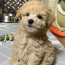 미소동물병원 이미지