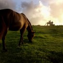 카우보이 이미지