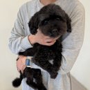 라이크잇 | 세종 애견미용 스트레스 없이 편안한 케어 라이크잇 강아지목욕 후기