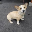 북삼읍사무소 이미지