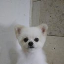 부산고양이미용&호텔 냥스타그램 이미지