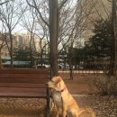 내가할개 이미지