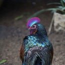 차령산맥 이미지