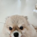 청당동물의료센터 이미지