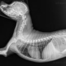 DK동물병원 이미지