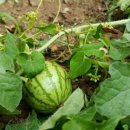 선원농장 이미지