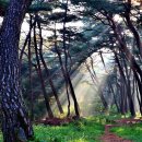 숲속아침 이미지