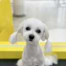 몽몽하개 이미지