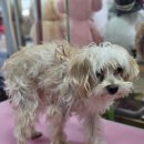 윤퍼피살롱 이미지