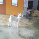 보니또펫 이미지