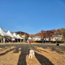 도그에이드 | 남양주 애견운동장 추천 넓고 깨끗한 애견카페 도그맥스