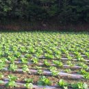 SNS 블로그마케팅 이미지