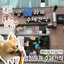 멍청하개 | 🐕‍🦺평택 애견수제간식🐾,멍청하개 포메라니안 맛있는 간식