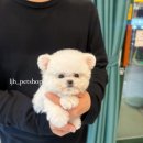 이정훈 강아지 이미지