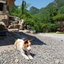 동강할미꽃펜션 이미지