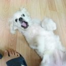 복돌이애견 이미지