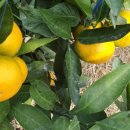 윤서농장 이미지