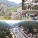 영암군민회관 | 국내여행 봄꽃구경 가기 좋은 전국 벚꽃 명소 Best 20