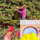 제주허브동산 | 제주 허브동산 동백꽃 명소 족욕 1월 제주도 가볼만한곳