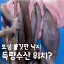 광돈이네 | [식객 허영만의 백반기행] 보성 득량수산, 쫄깃한 낙지 연포탕과 세발낙지 택배 주문 정보
