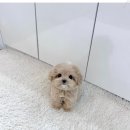 강아지분양 애견분양 퍼피플라워 중랑점 이미지