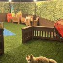 위드독애견스파풀빌라 이미지