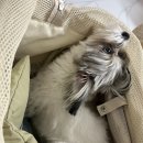 여울동물병원 | 가평/청평 동물병원_경기동물병원