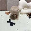 멍앤냥 강아지고양이 안양점 | 멍앤냥 강아지고양이 안양점과 함께 만든 우리 강아지 DIY 하우스 경험기