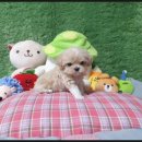 애견왕국 이미지