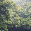 제주 도순리 녹나무 자생지 이미지