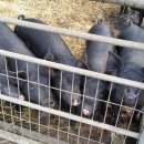 돼지농장 이미지