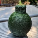 제주댁 농장 이미지