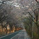 부계 | 부계 족보 출범의 의미