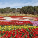 태안 튜립축제의 이모저모 이미지